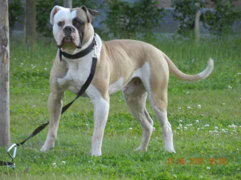 Amerikaanse bulldog